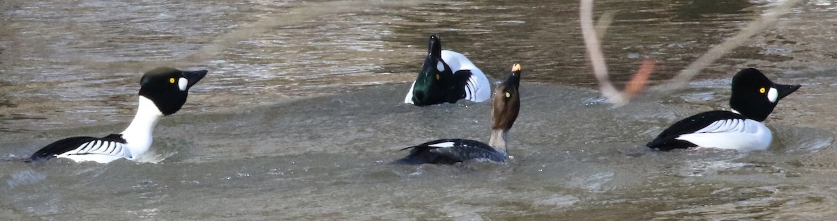 Common Goldeneye - ML537703341