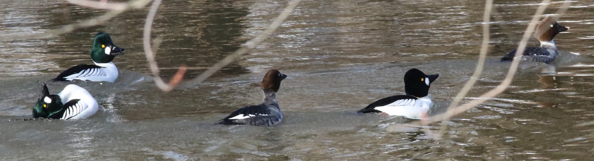 Common Goldeneye - ML537703351