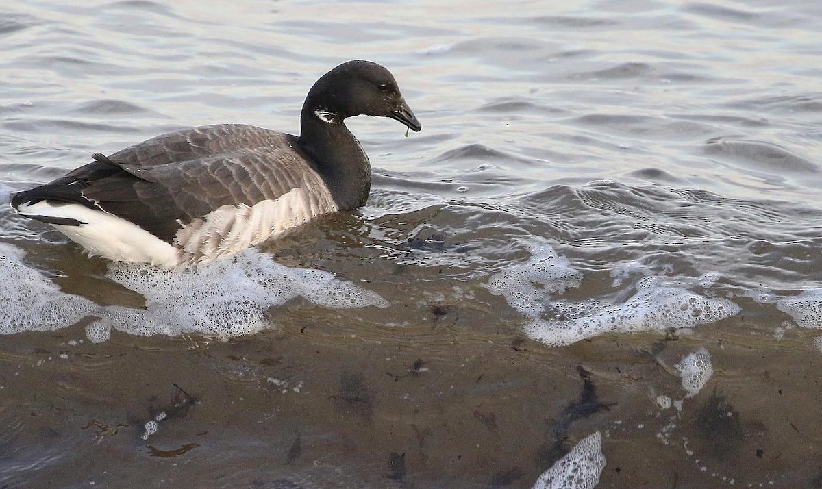 Brant - ML537703671