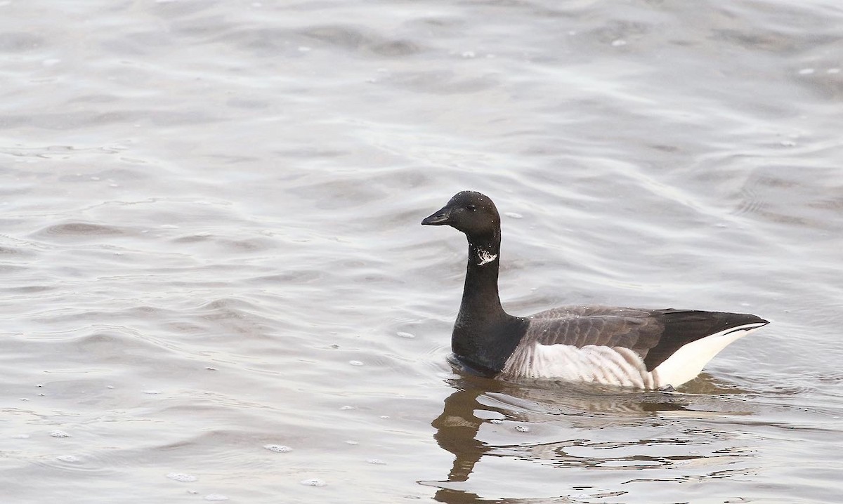 Brant - ML537703681