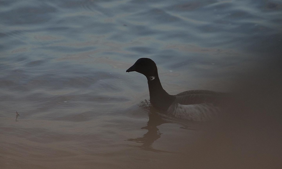 Brant - ML537703691