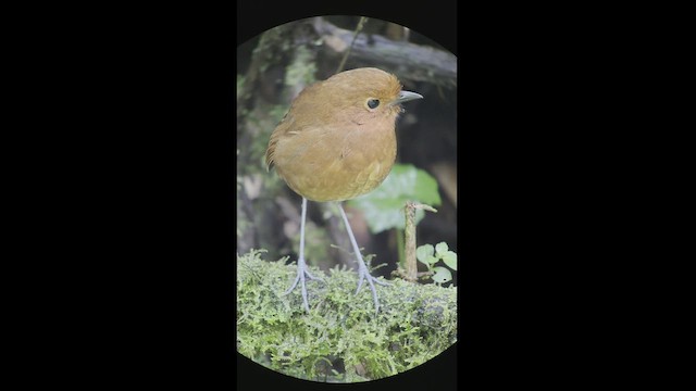 Chami Antpitta - ML537703701