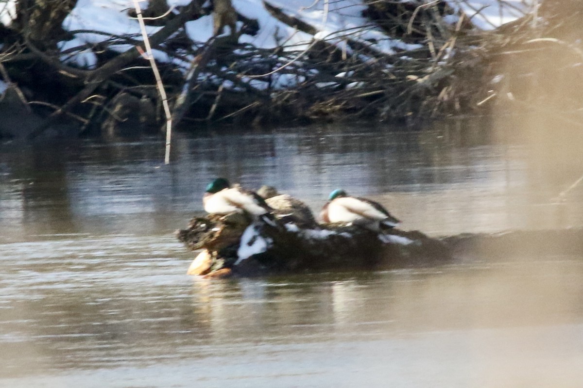 Mallard - ML537703881