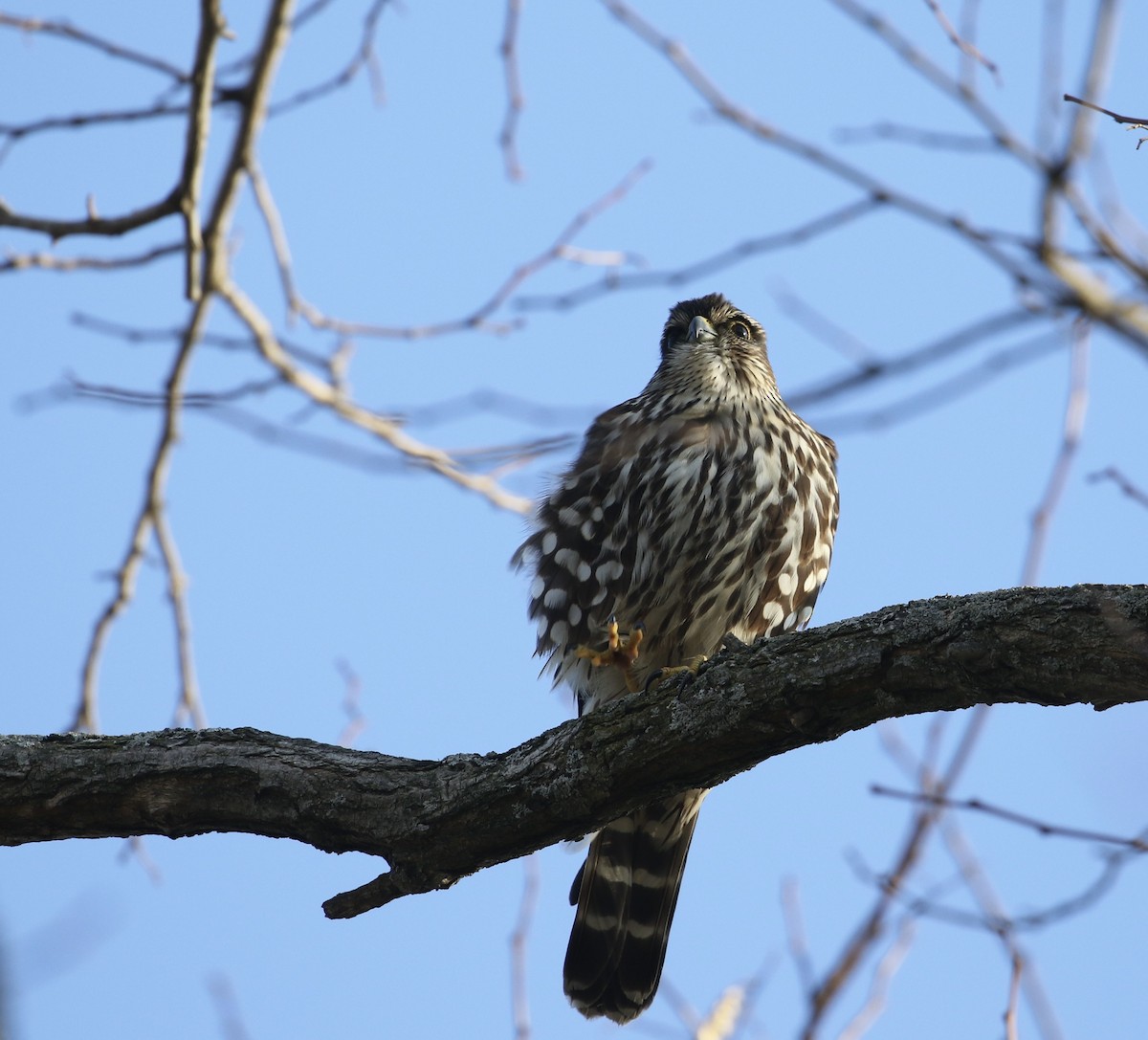 コチョウゲンボウ（columbarius） - ML537703961