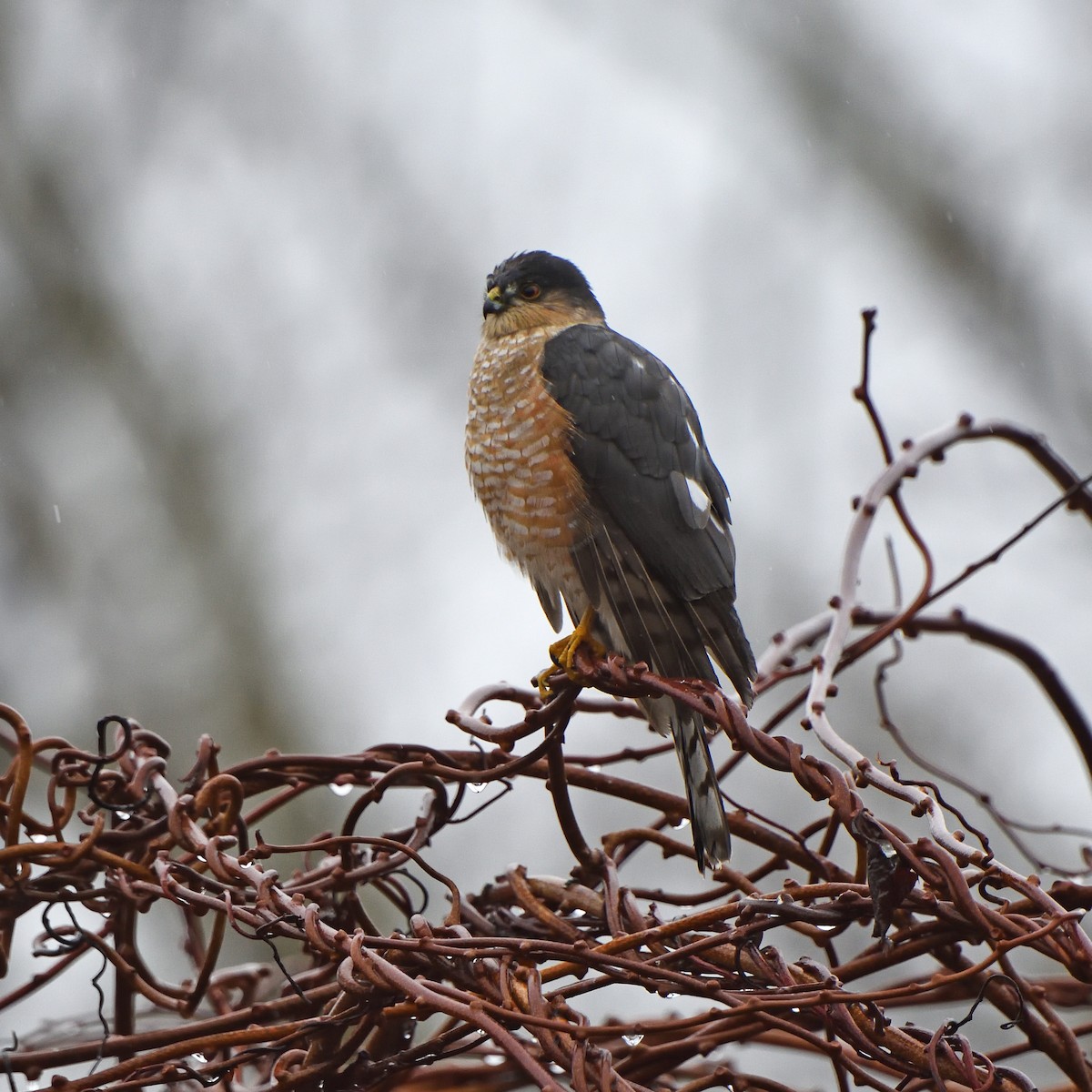 Sharp-shinned Hawk - ML537704471