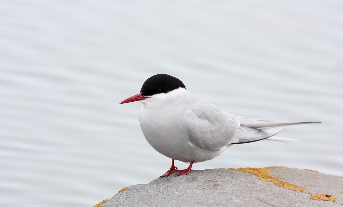 Arctic Tern - Jay McGowan