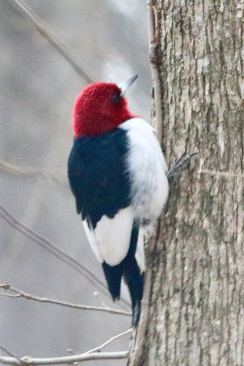 Red-headed Woodpecker - ML537705411