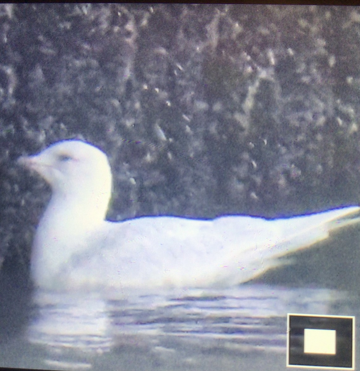 Iceland Gull - ML537705991