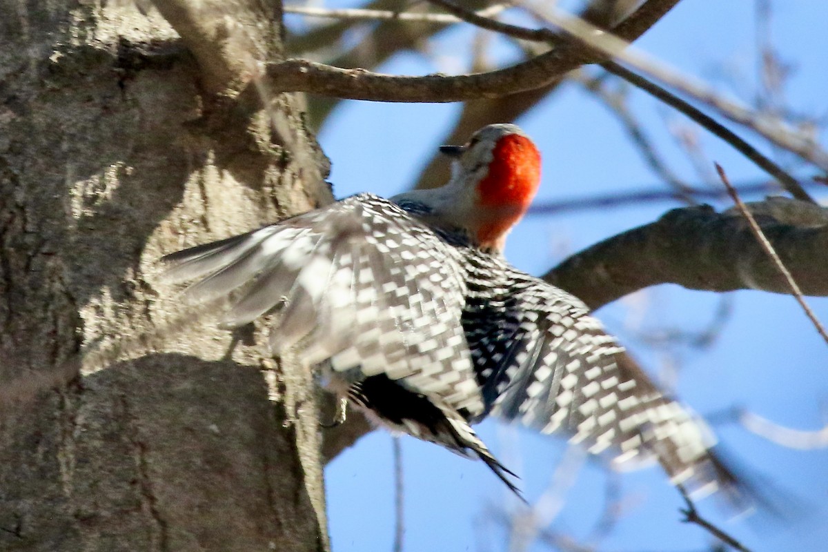 Red-bellied Woodpecker - ML537706141