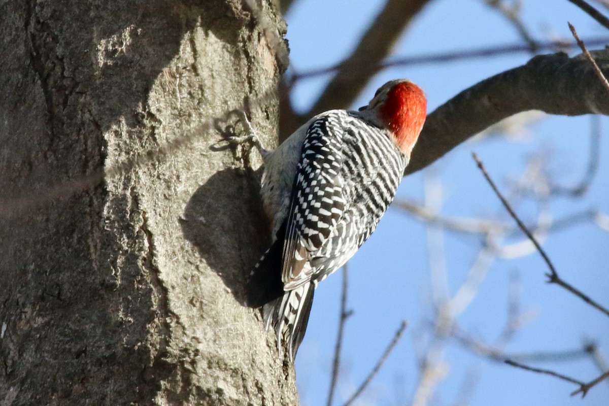 Red-bellied Woodpecker - ML537706151