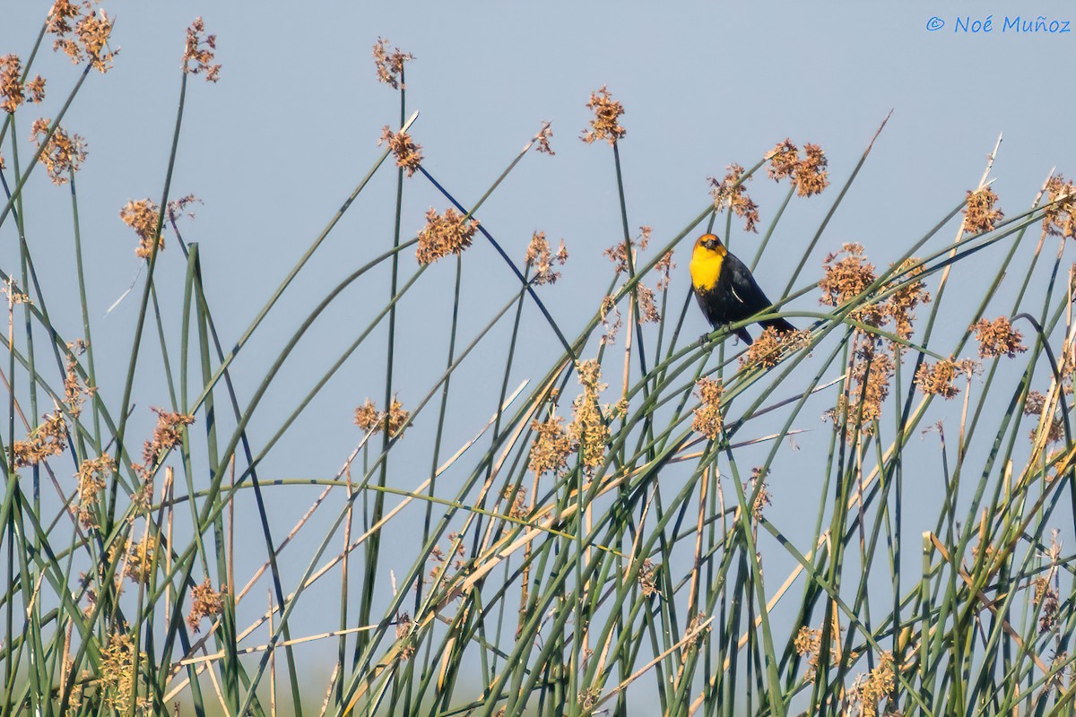 Yellow-headed Blackbird - Noé Muñoz-Padilla