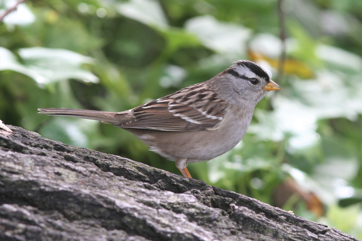 White-crowned Sparrow - ML537706231