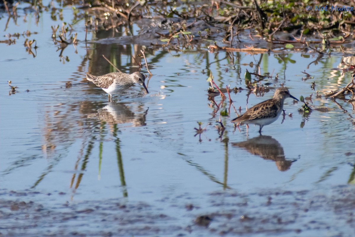 Least Sandpiper - Noé Muñoz-Padilla