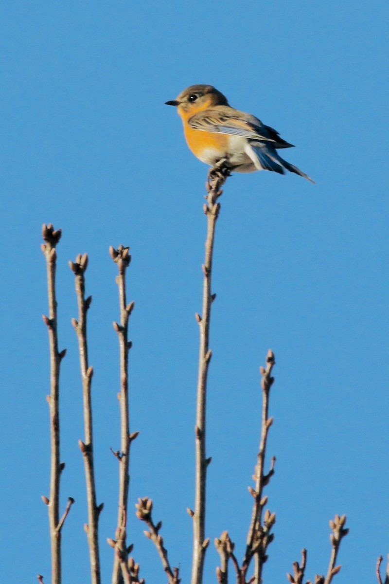 Eastern Bluebird - ML537707091