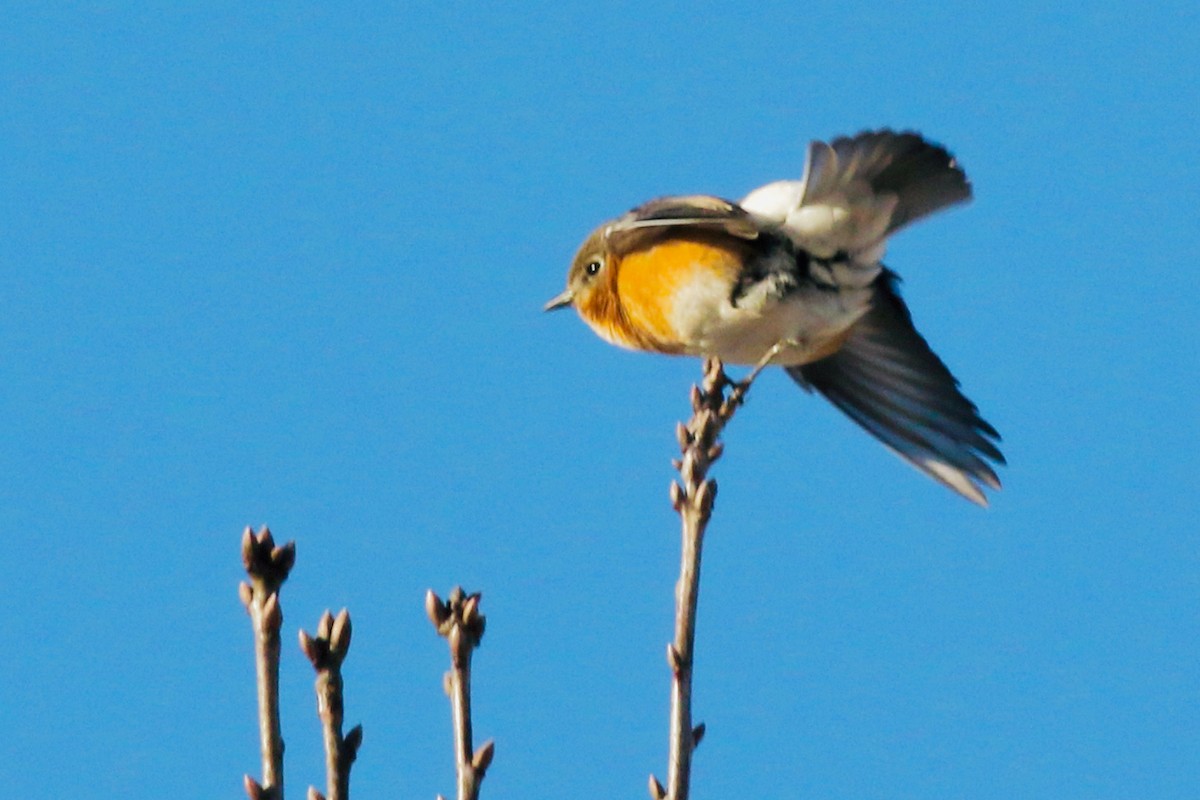 Eastern Bluebird - ML537707101