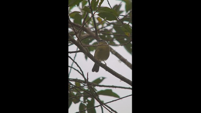 Citrine Warbler - ML537707141