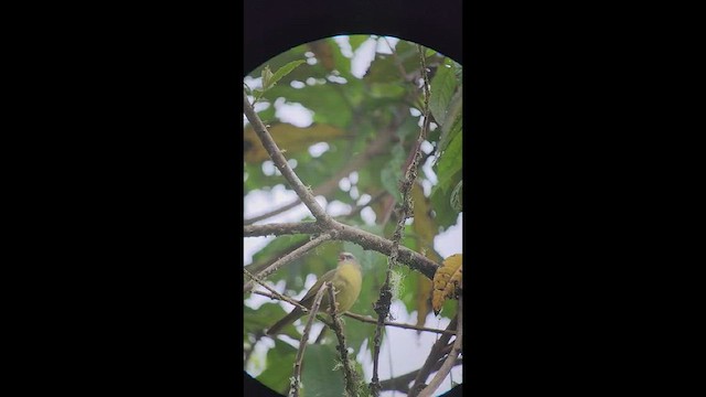 Citrine Warbler - ML537707211