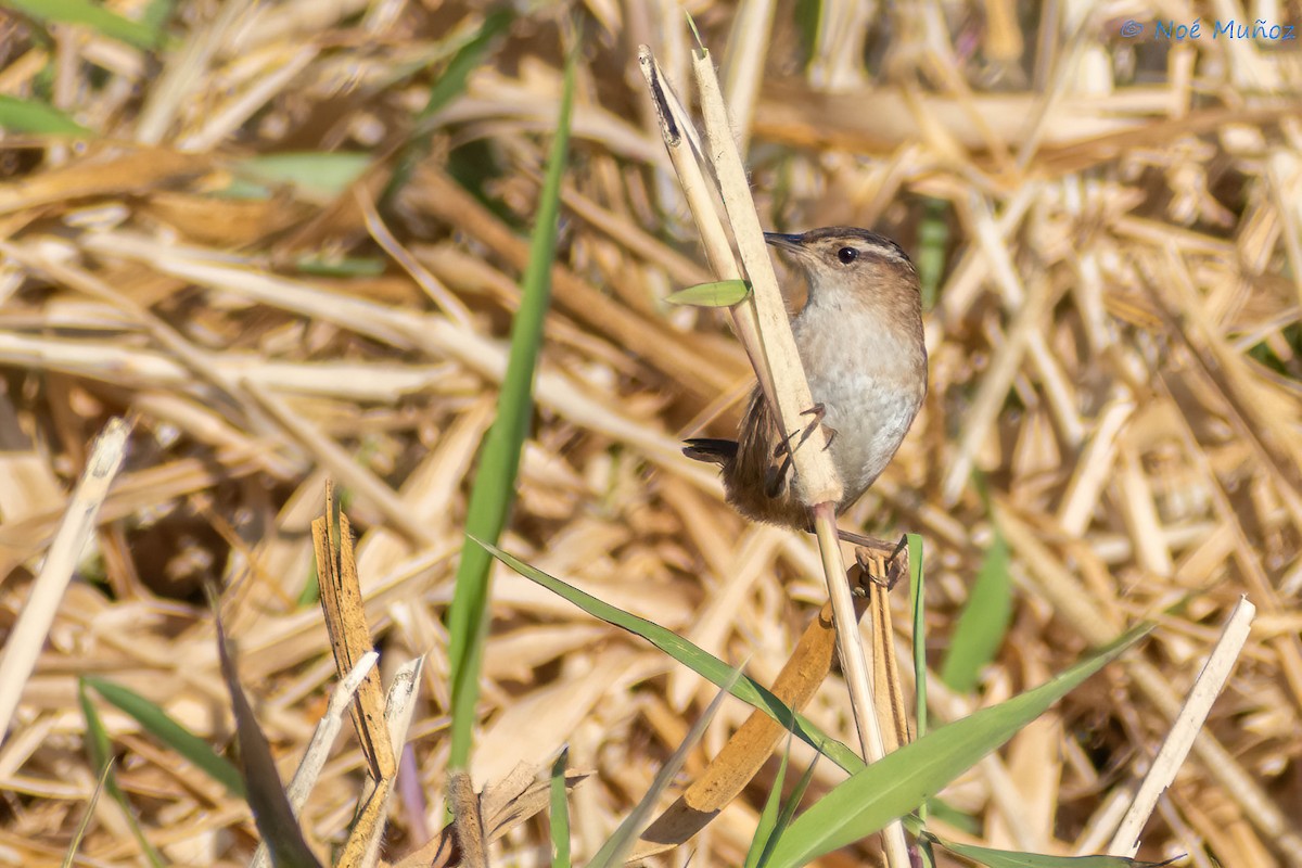 Marsh Wren - Noé Muñoz-Padilla