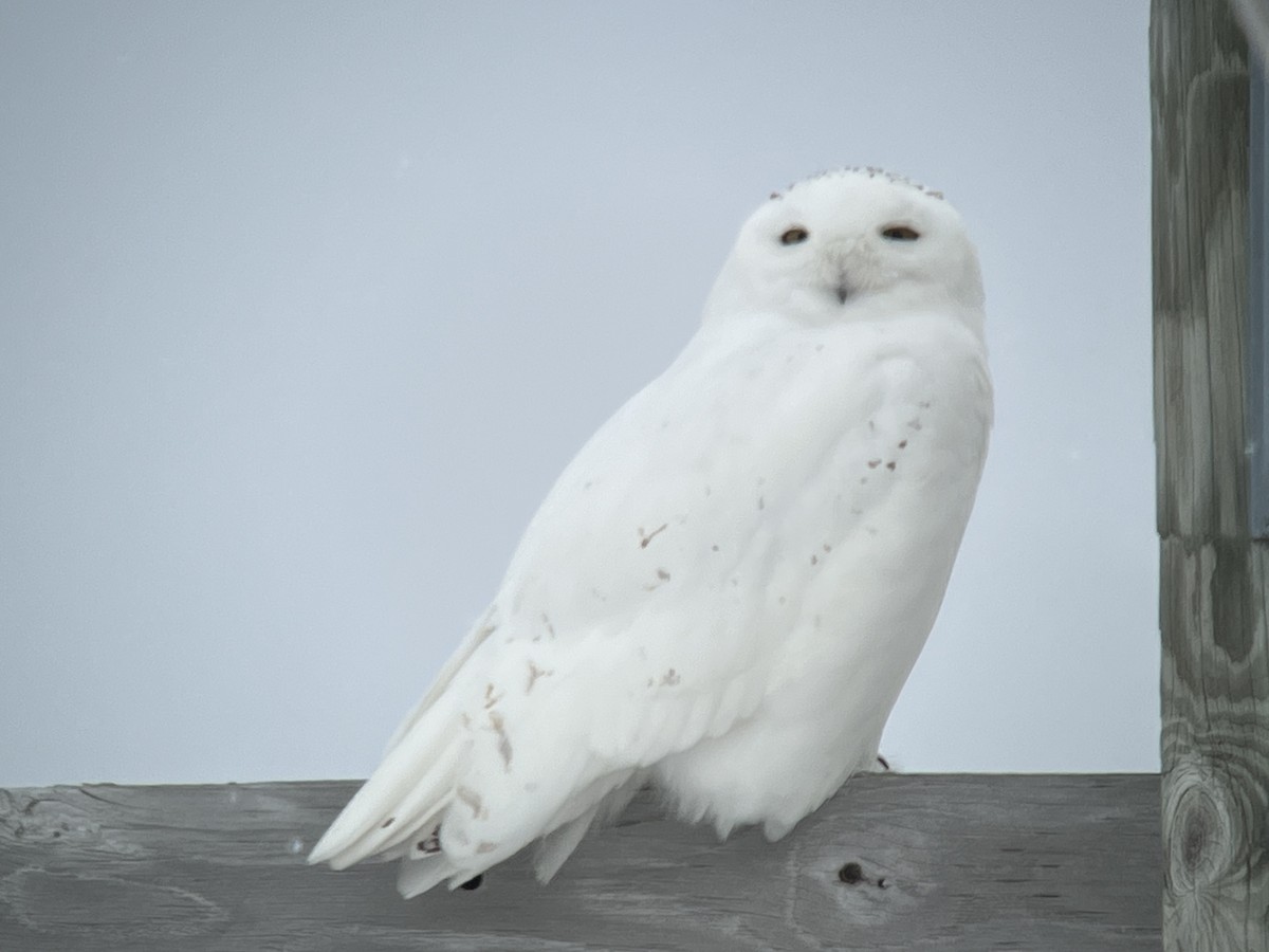 Snowy Owl - Daryl Bernard