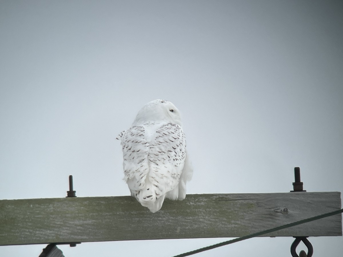 Harfang des neiges - ML537711761