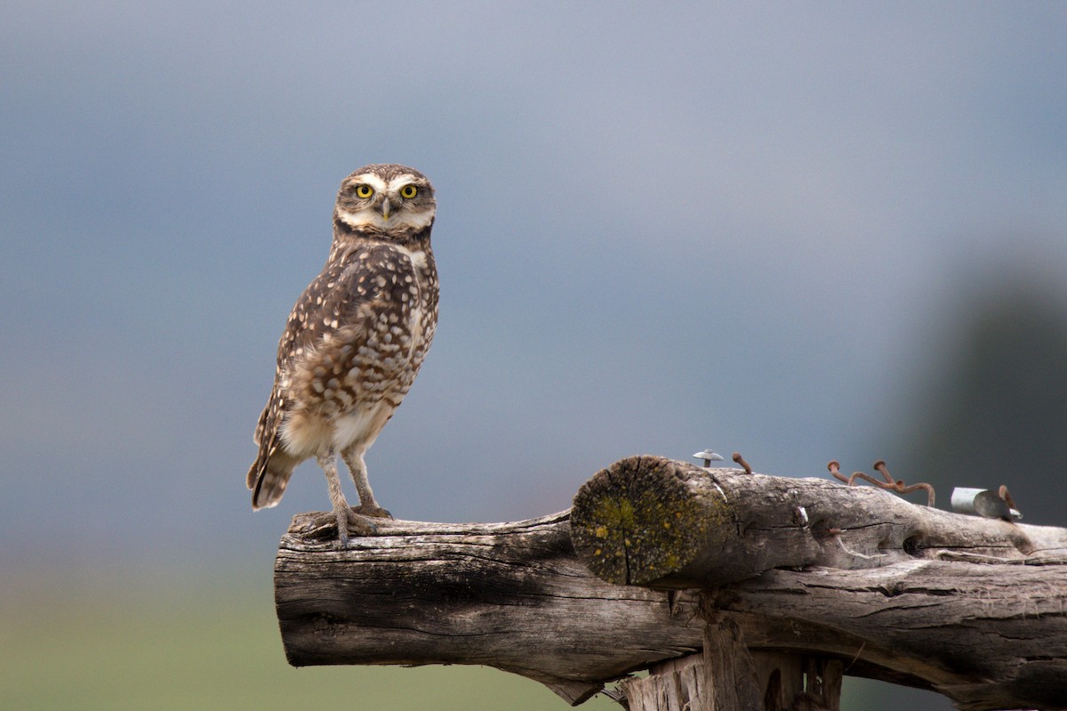 Burrowing Owl - Jaime Valenzuela Trujillo