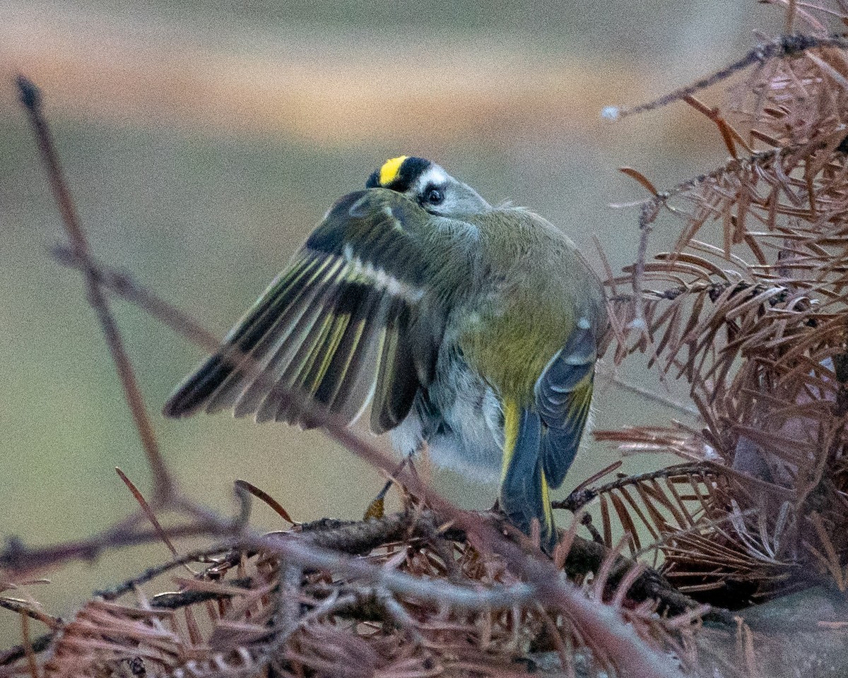 Roitelet à couronne dorée - ML537712411