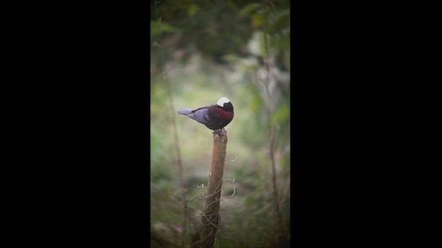 White-capped Tanager - ML537712771