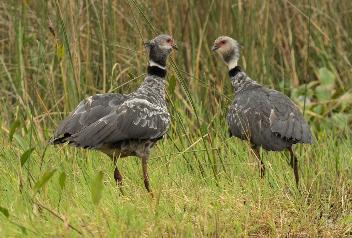 Southern Screamer - ML537714231