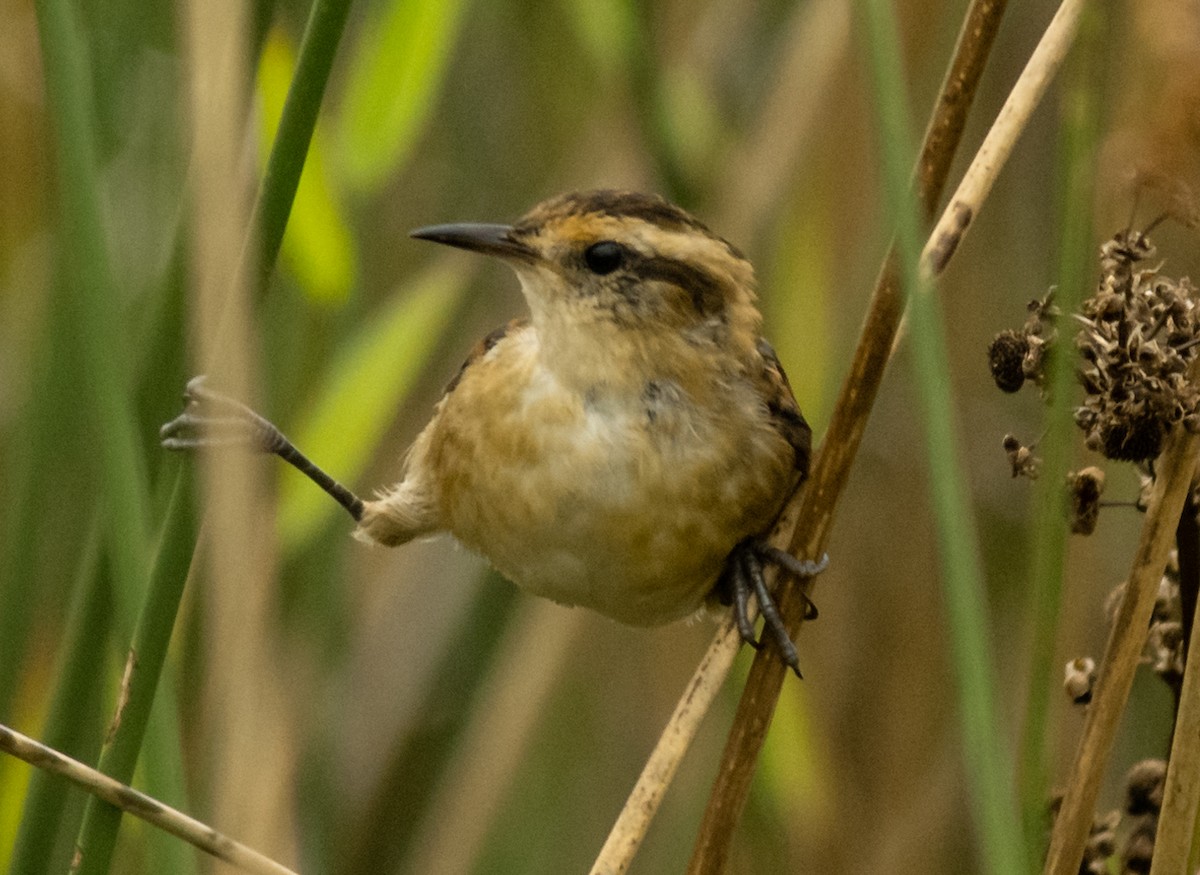 Wren-like Rushbird - ML537715561