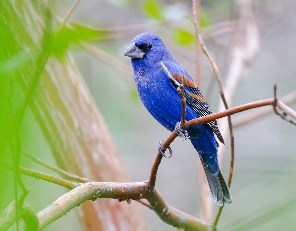 Guiraca bleu - ML537715571