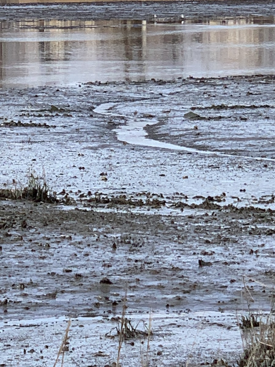 Greater Yellowlegs - ML537715621