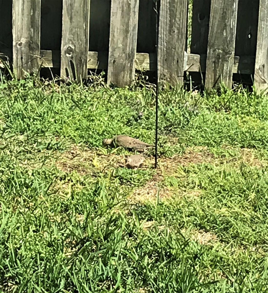 Common Ground Dove - ML537715851