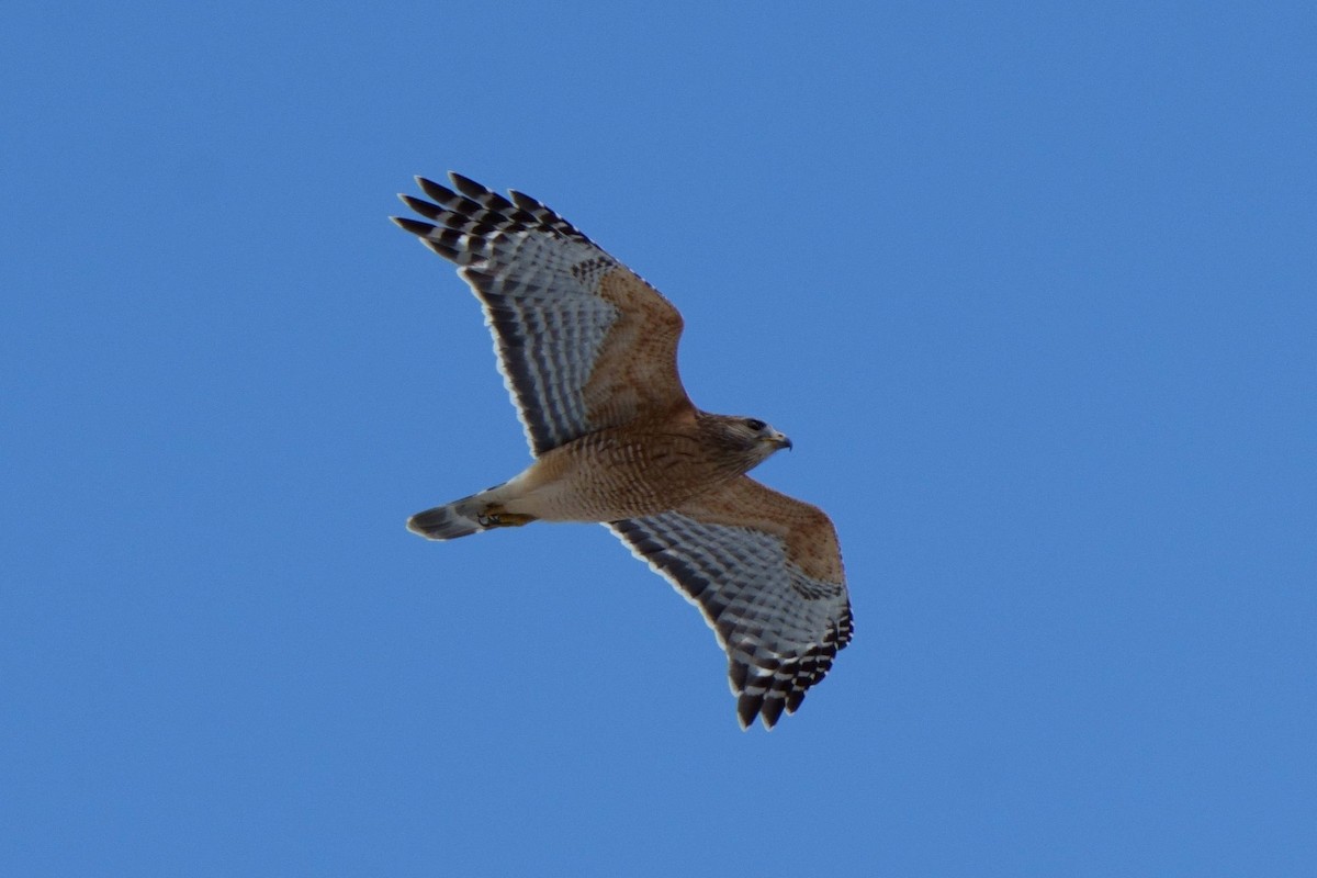 Red-shouldered Hawk - ML537715911