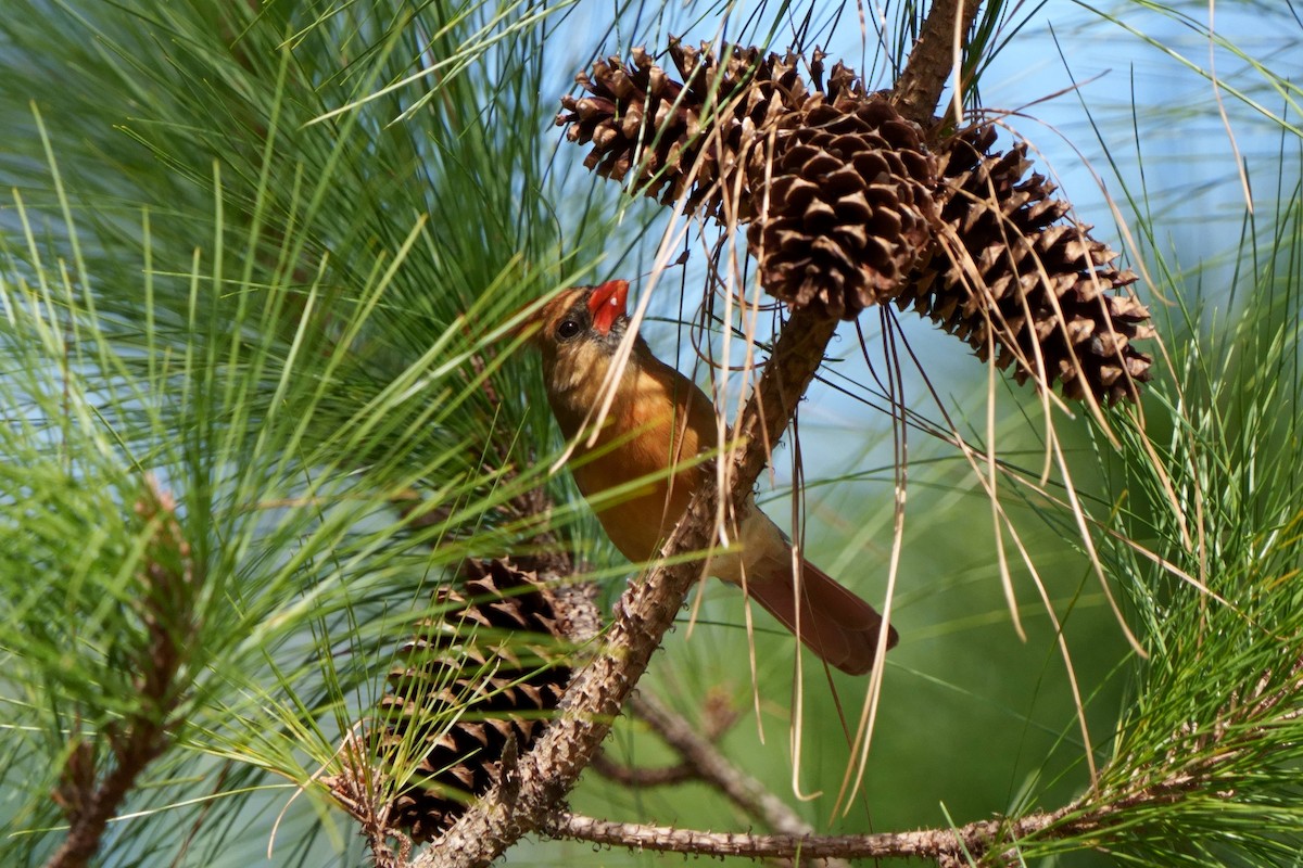 Northern Cardinal - ML537716121