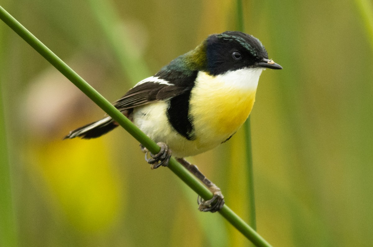 Many-colored Rush Tyrant - ML537716131