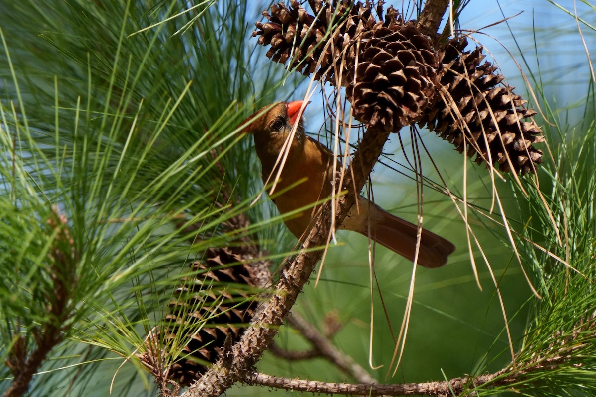 Northern Cardinal - ML537716151
