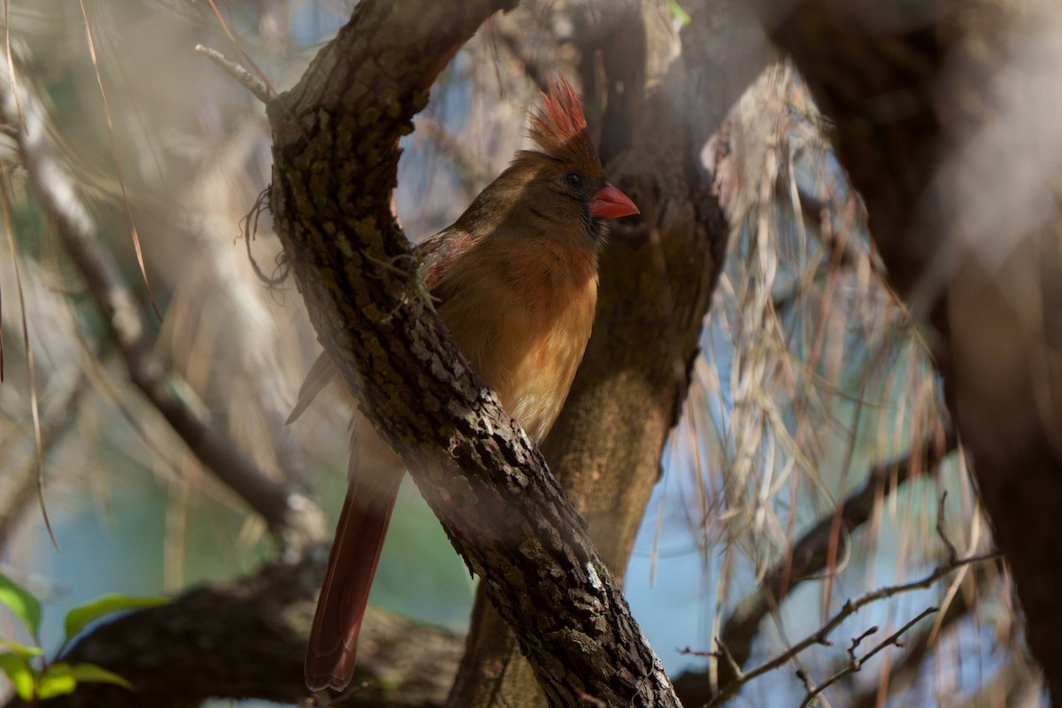 Northern Cardinal - ML537716161
