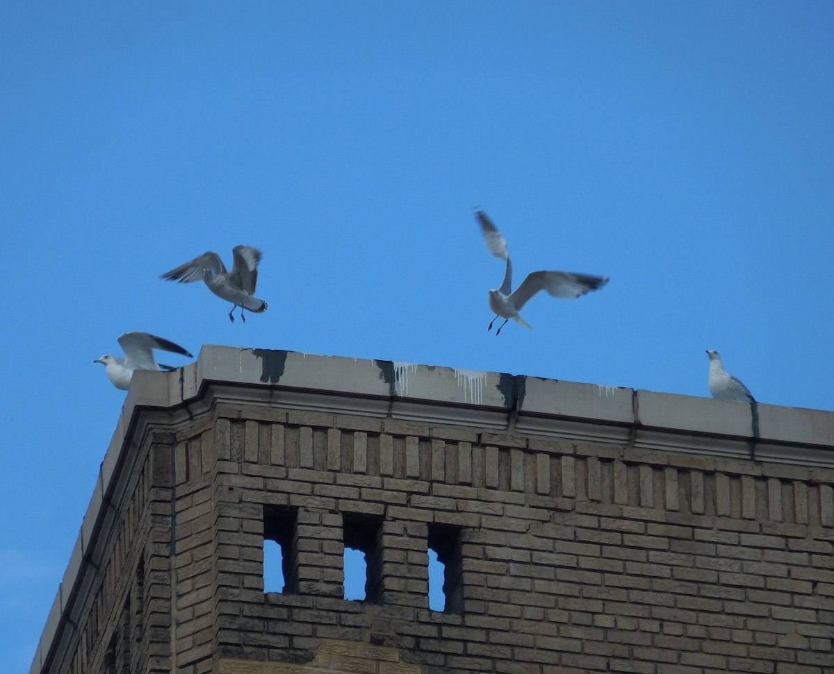 Ring-billed Gull - ML537716321