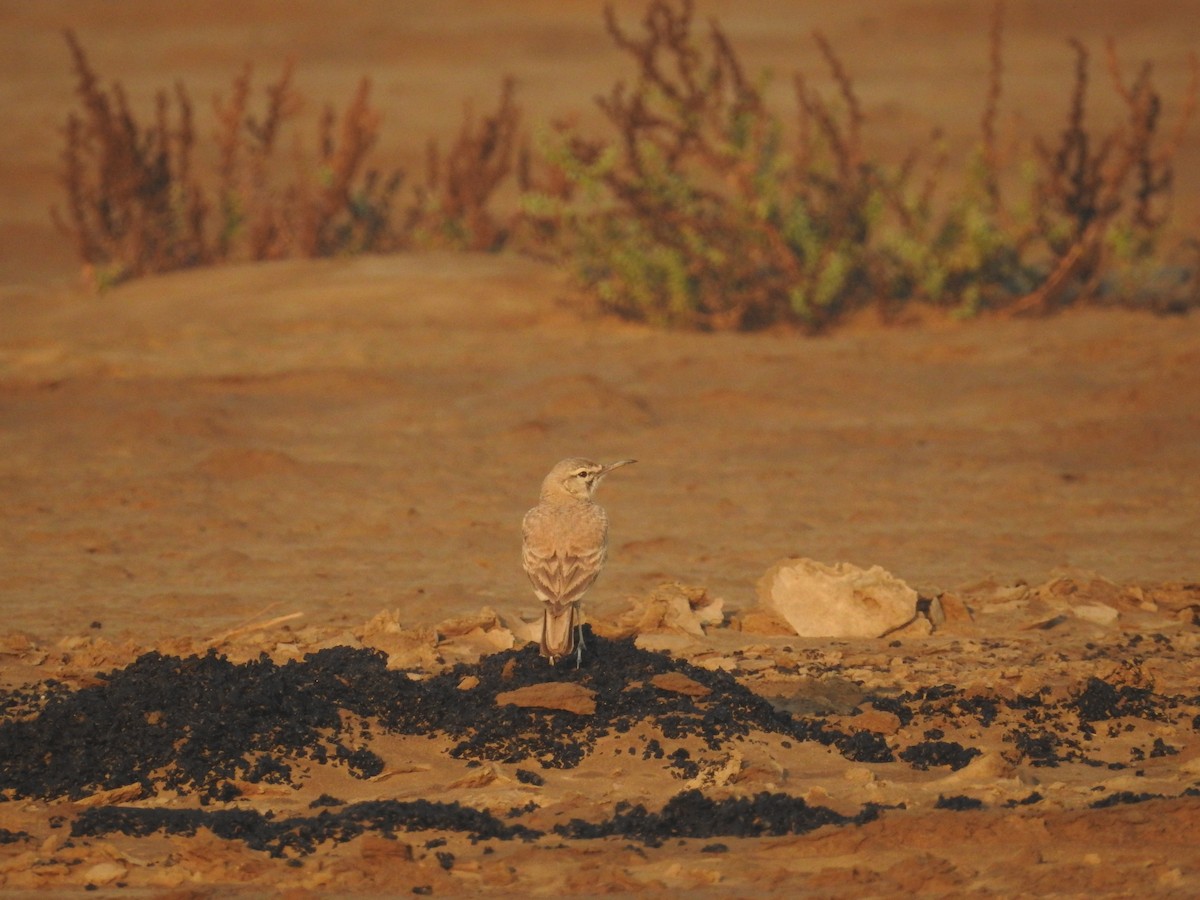 Greater Hoopoe-Lark - ML537716391