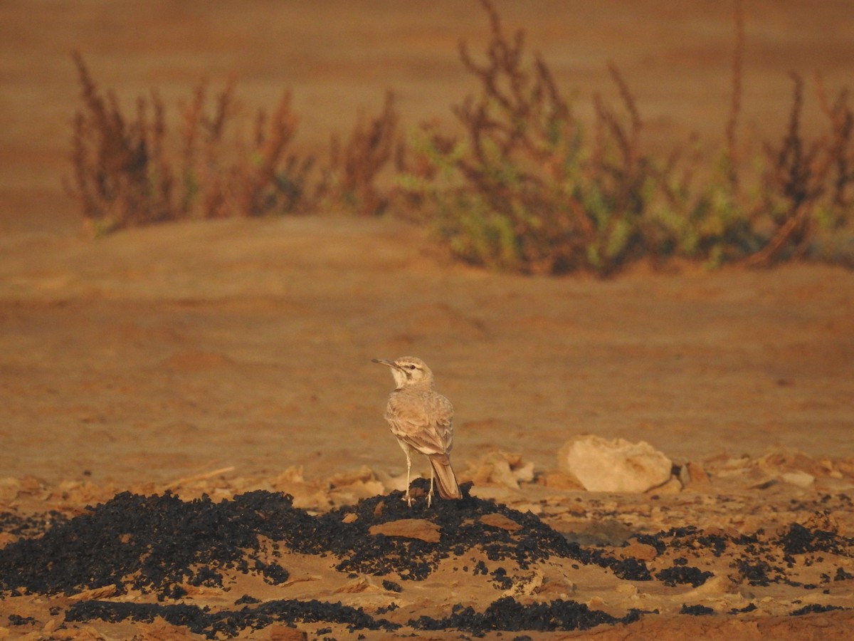 Greater Hoopoe-Lark - Senan D'Souza