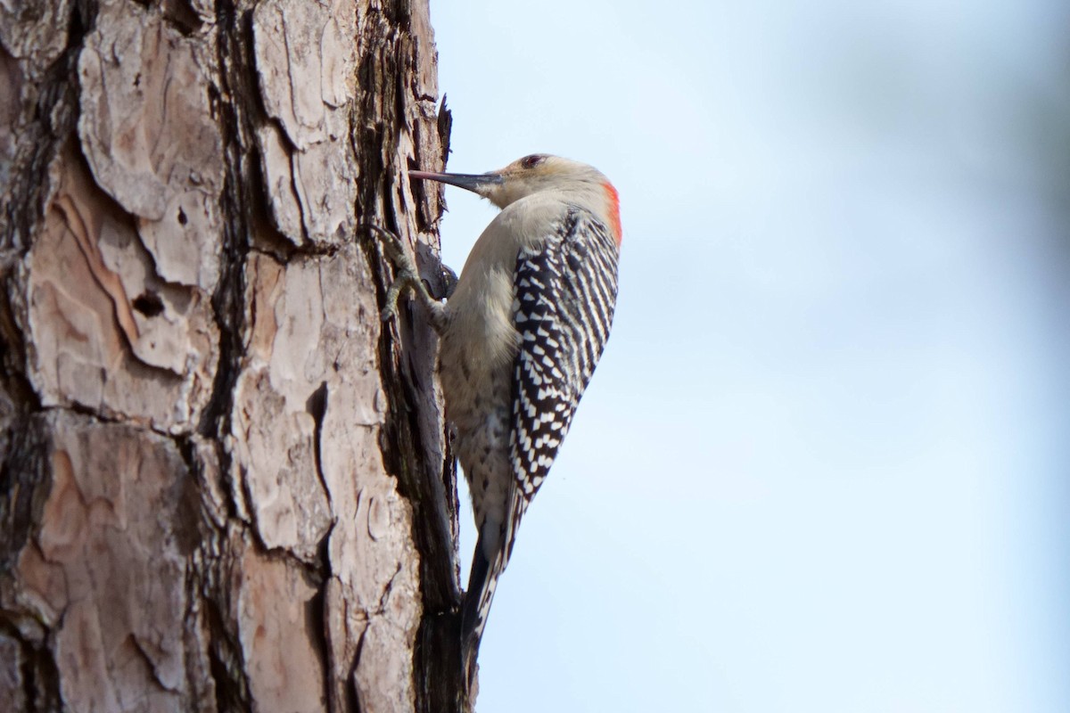 Red-bellied Woodpecker - ML537716421