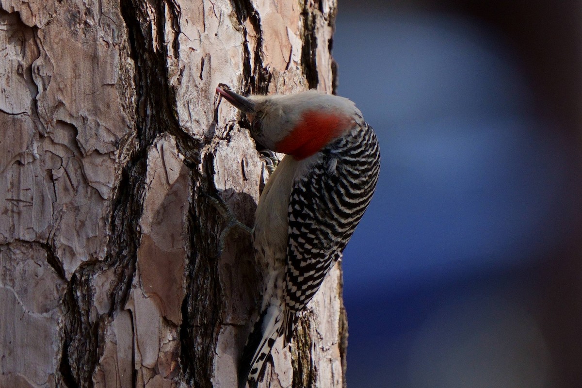 Red-bellied Woodpecker - ML537716431