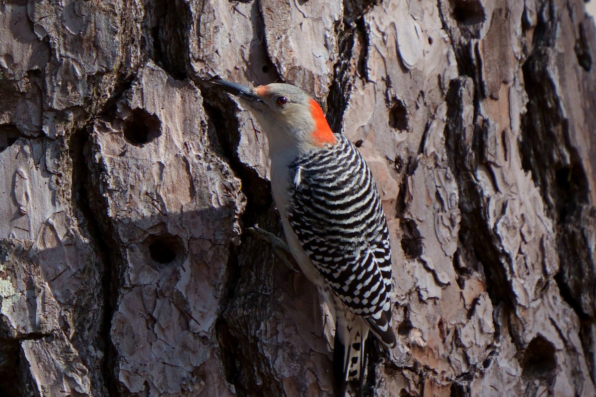 Red-bellied Woodpecker - ML537716441