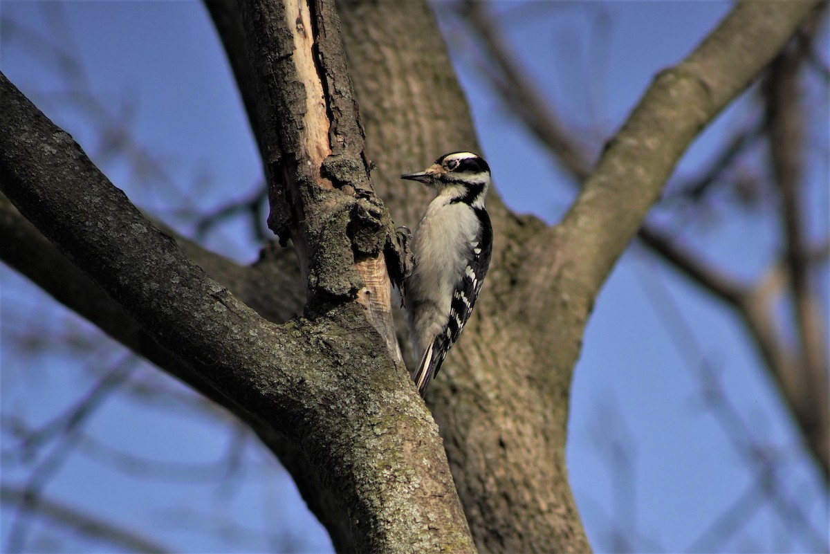 Hairy Woodpecker - ML537716601