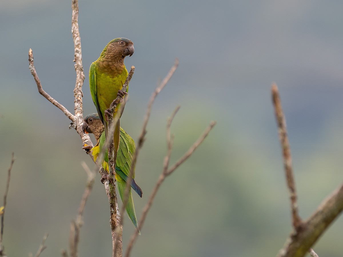 Brown-throated Parakeet - Mollee Brown