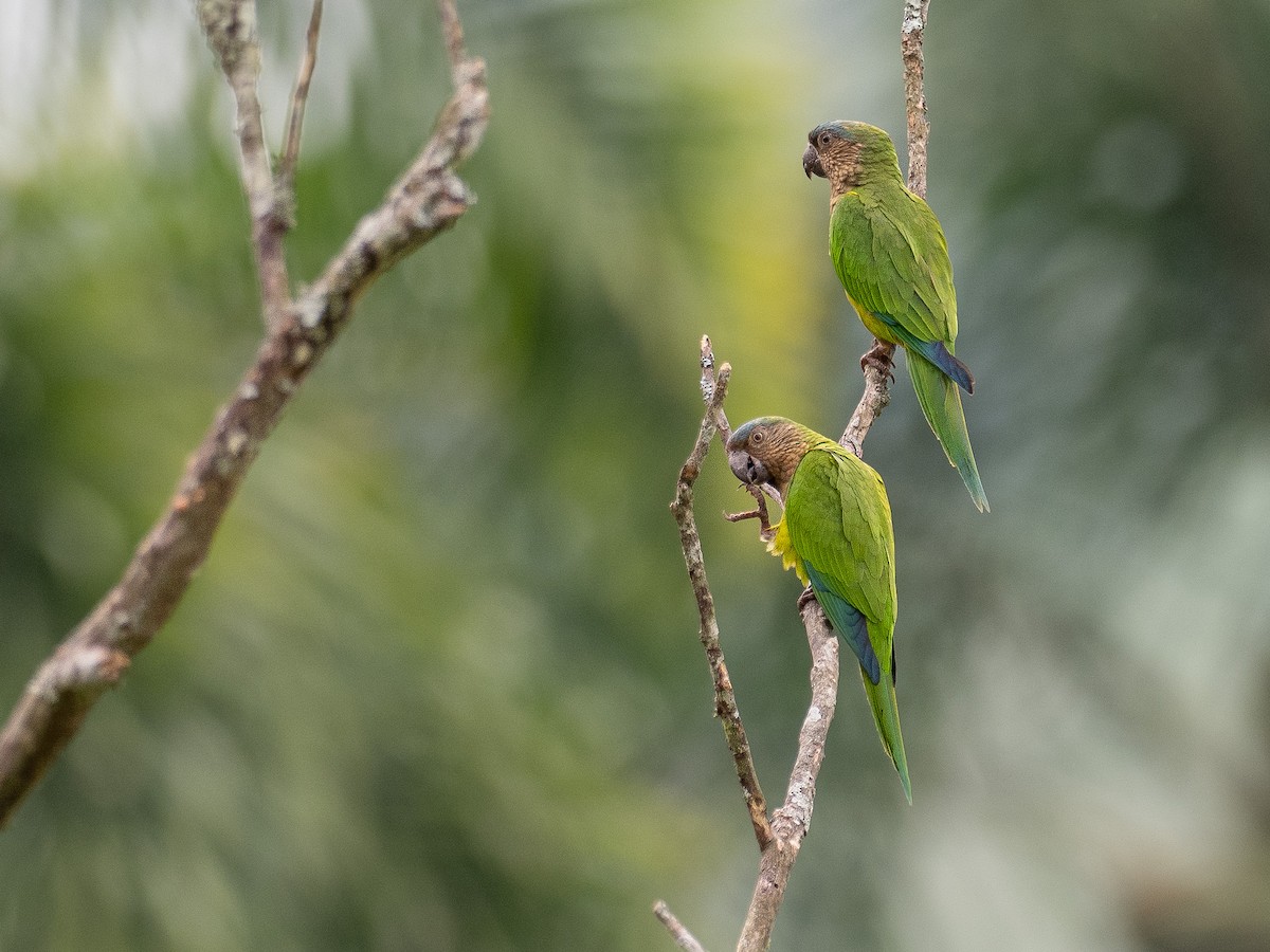 Brown-throated Parakeet - ML537717101
