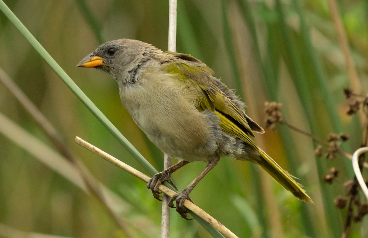 Great Pampa-Finch - ML537717351