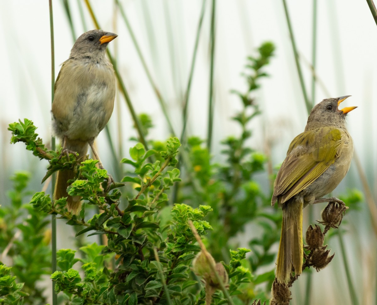 Great Pampa-Finch - ML537717361