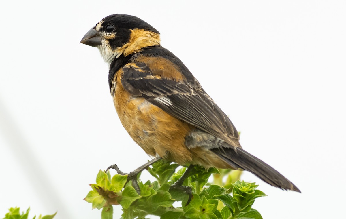 Rusty-collared Seedeater - ML537717621