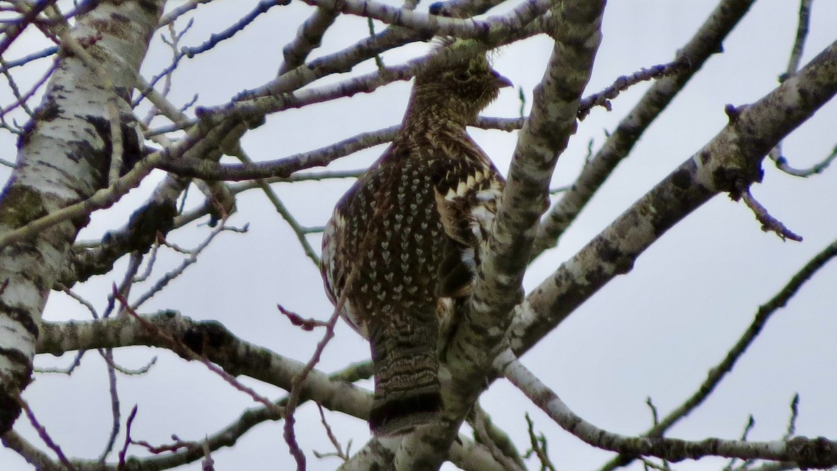 Ruffed Grouse - ML537718011